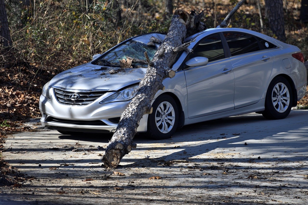 Silver car under large fallen tree limb